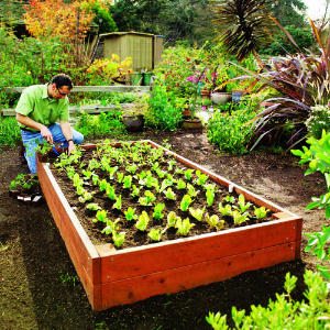 raised-bed-main-m