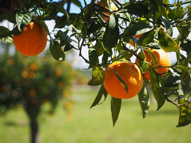 drip Citrus Trees photo