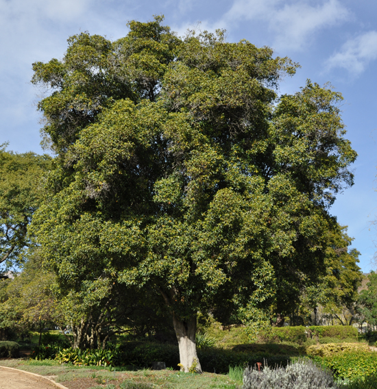 pittosporum-undulatum-tree