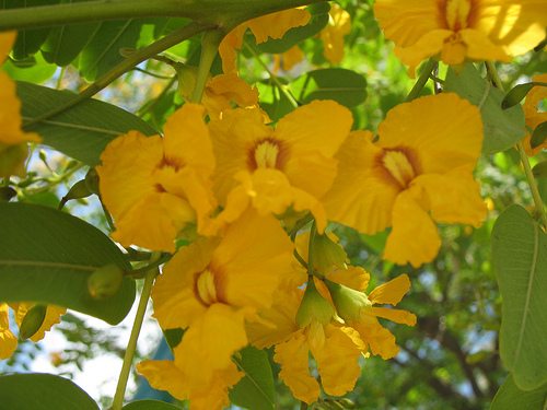 Tipuana tipu flowering photo
