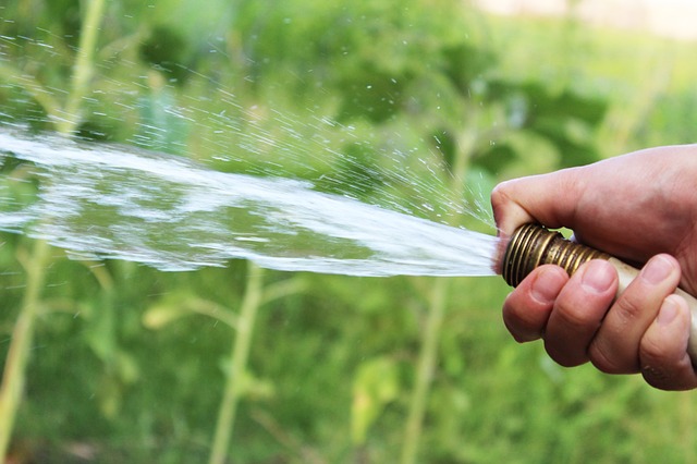 watering lawn photo