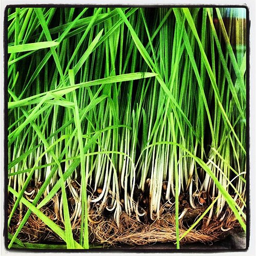 Lemongrass photo