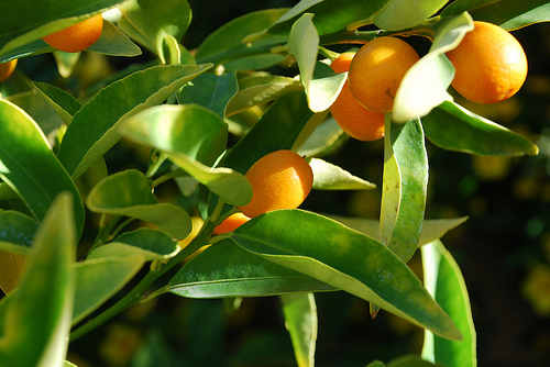 Kumquat photo