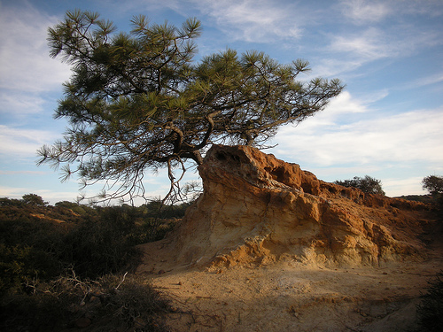 Torrey Pine photo