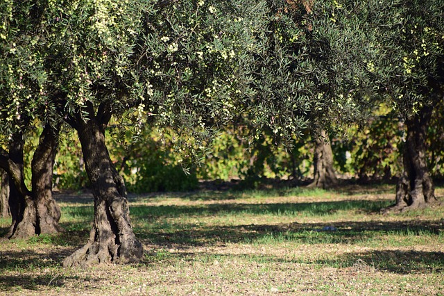 Olive tree photo