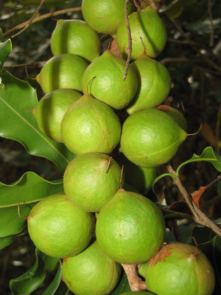 Macadamias photo