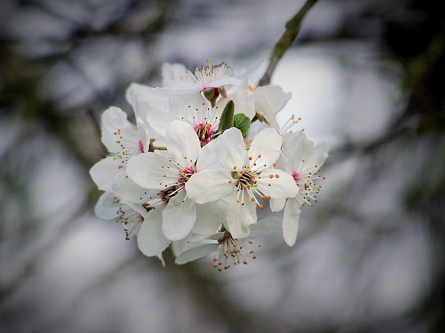 cherry photo