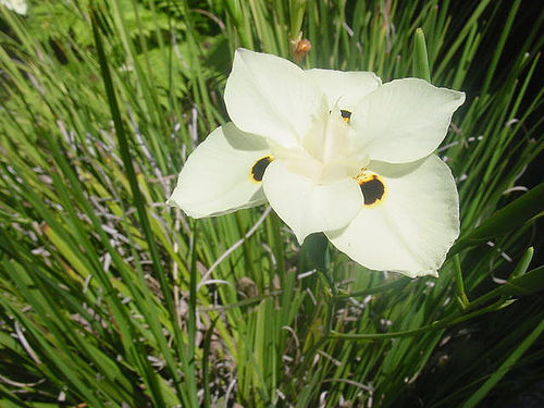 Fortnight lily photo