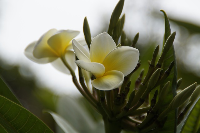 plumeria  photo