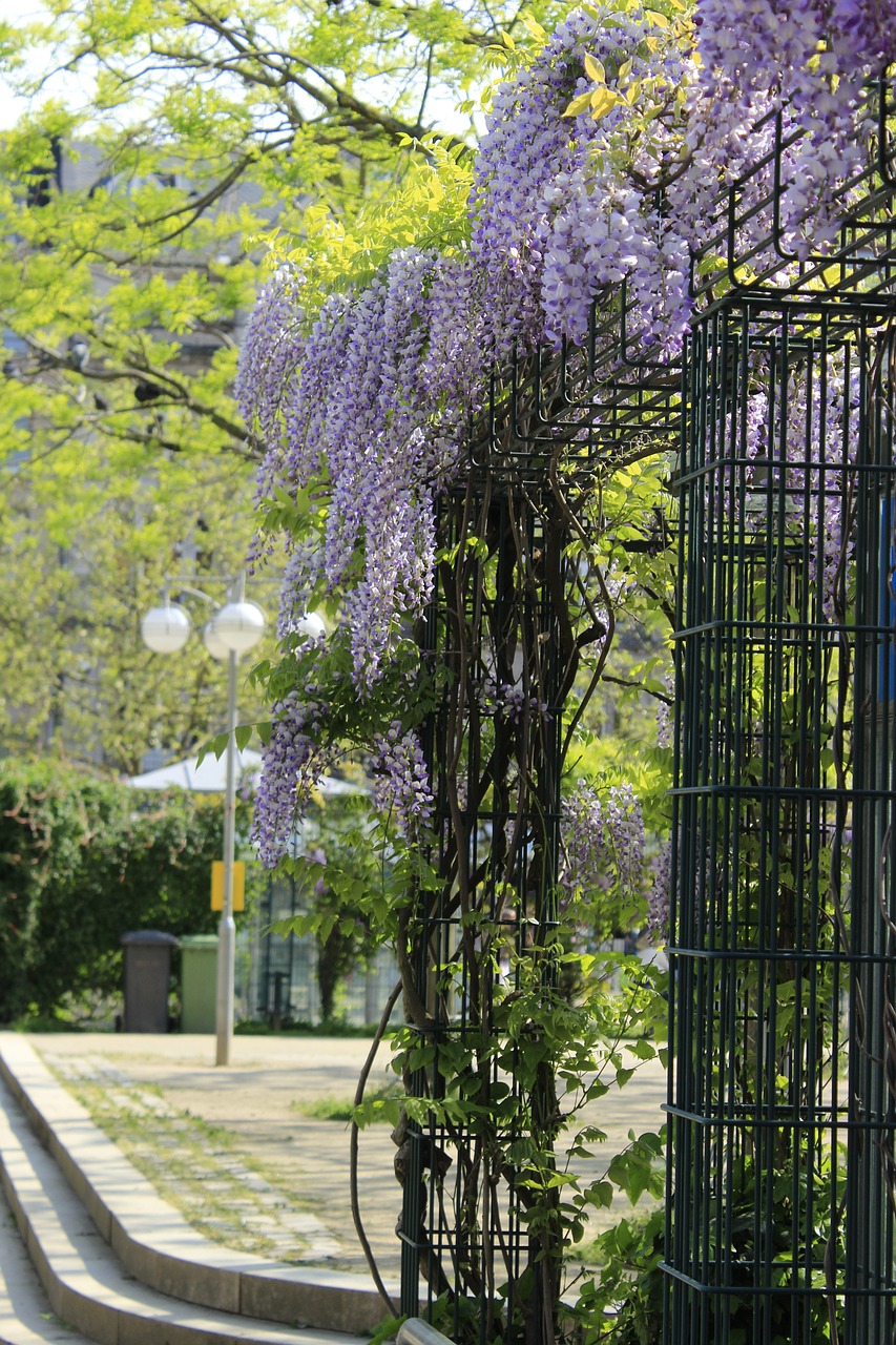 Wisteria photo