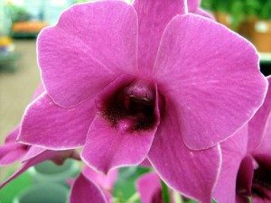 Phalaenopsis-orchid