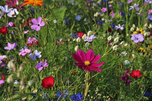 wildflowers  photo