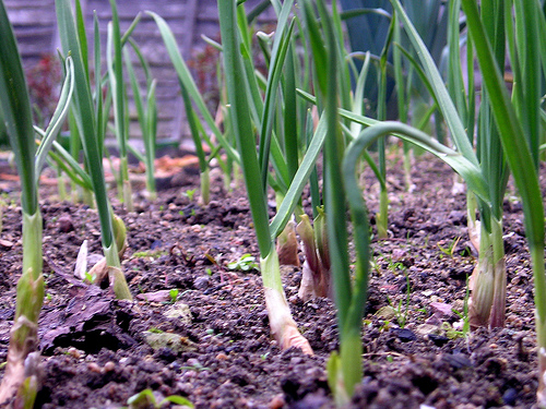 How To Grow Shallots - Sunny Home Gardens