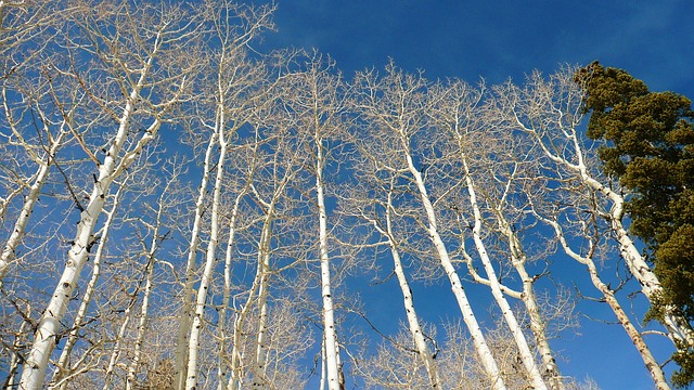 White Birch Tree