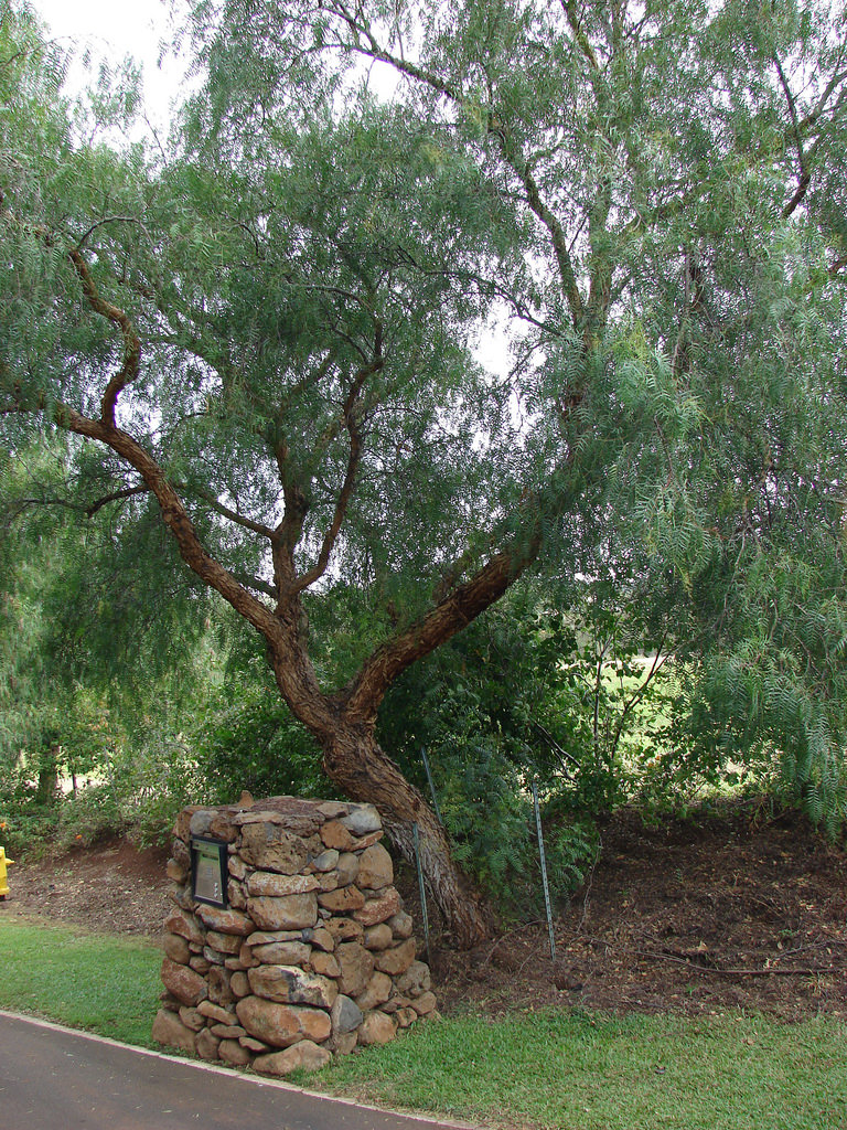 California Pepper Tree photo