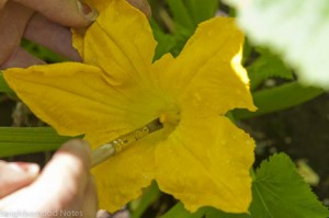 hand-pollinating