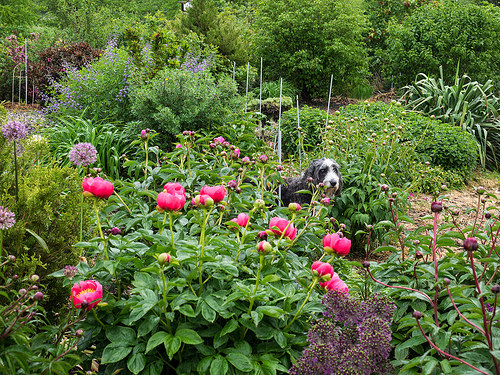 perennial garden photo