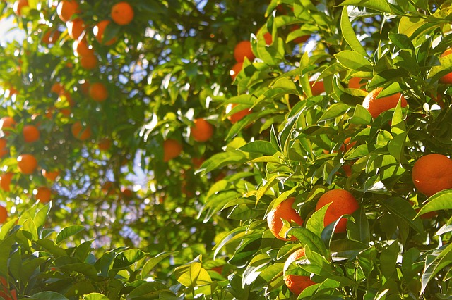 tangerine photo