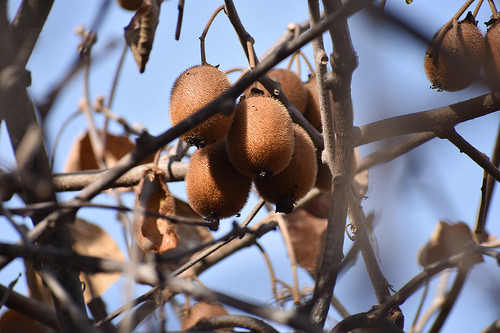 kiwi vine photo