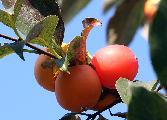 Persimmon photo