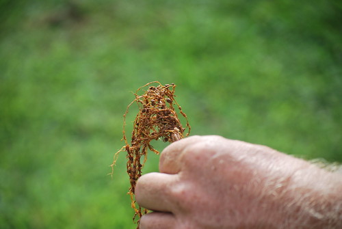 Beware of Root-Knot Nematodes in Your Garden