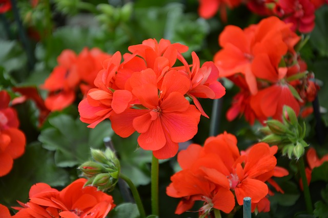 Geraniums photo