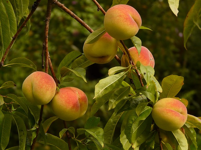 peach tree photo