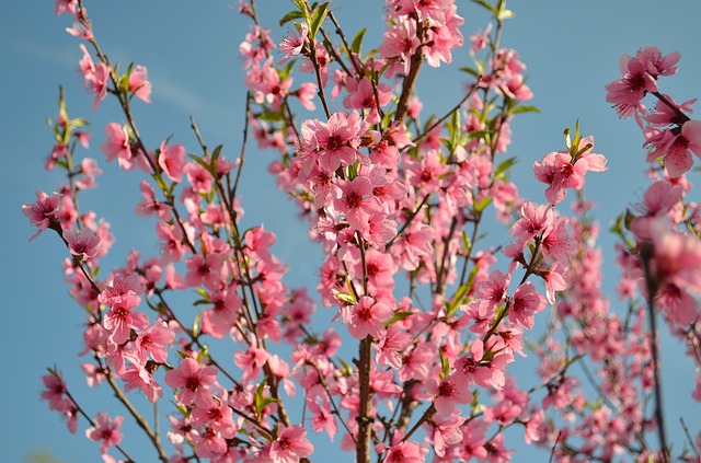 peach tree photo