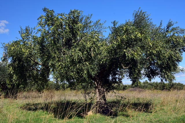 olive tree photo