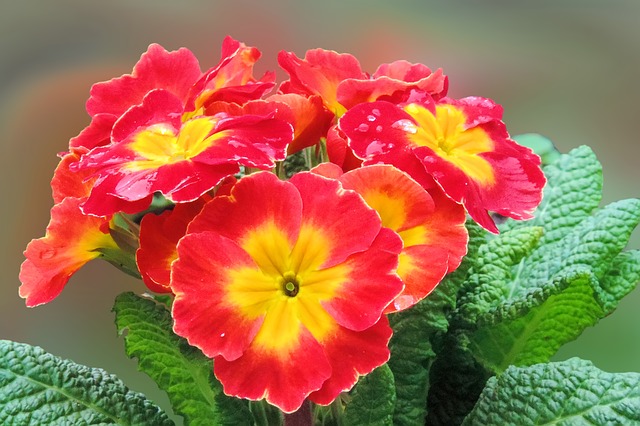 primroses photo