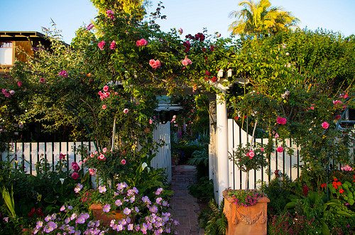 garden flowers photo