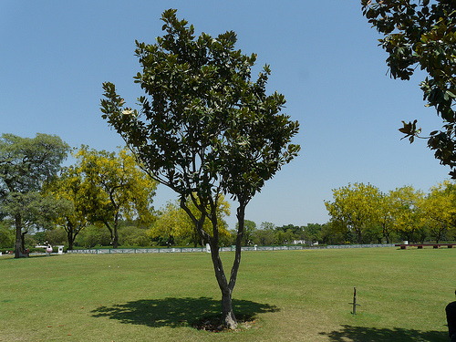 Magnolia grandiflora photo