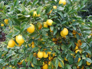 meyer_lemon