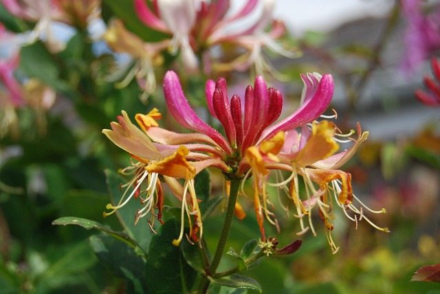 Honeysuckle photo