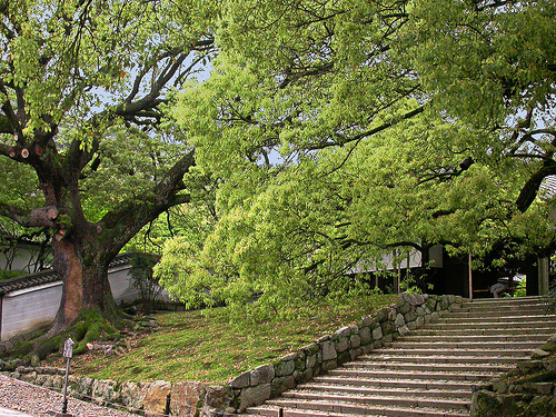 Camphor trees photo