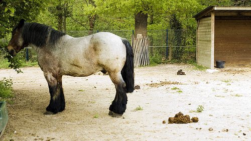 Horse Manure Compost Pat Welsh Organic And Southern California