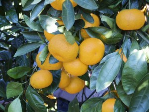 Satsuma tangerine