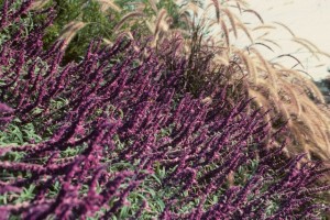 Mexican-sage-with-red-fountain-grass