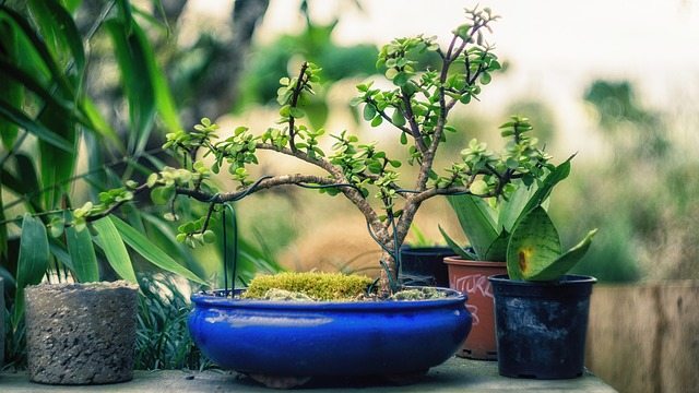 bonsai photo