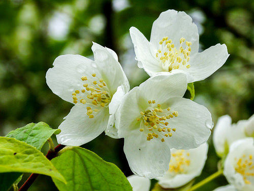 jasmine tree photo