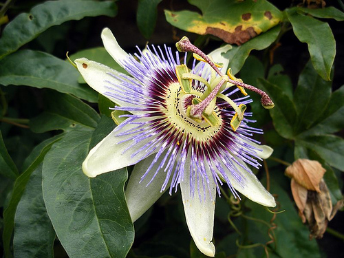 Passion Fruit photo