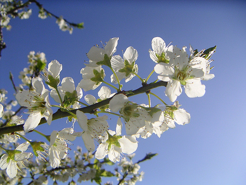 plum tree photo