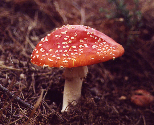 Toadstools photo