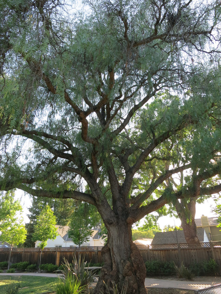 Pepper Tree photo