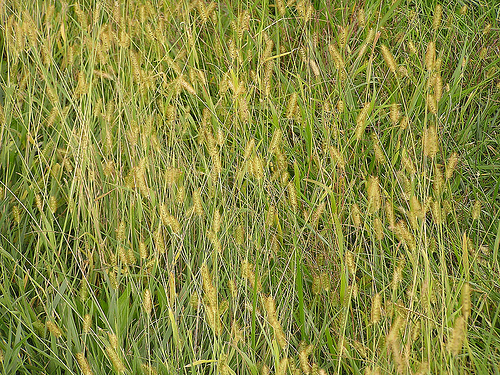 Yellow Foxtail photo