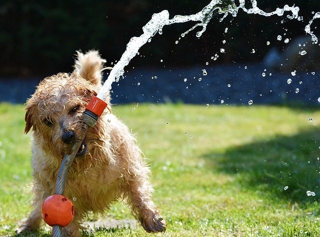 Best Time To Water Lawns Pat Welsh Organic And Southern California Gardening