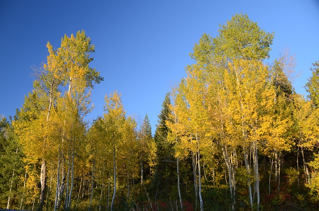 Aspen tree photo