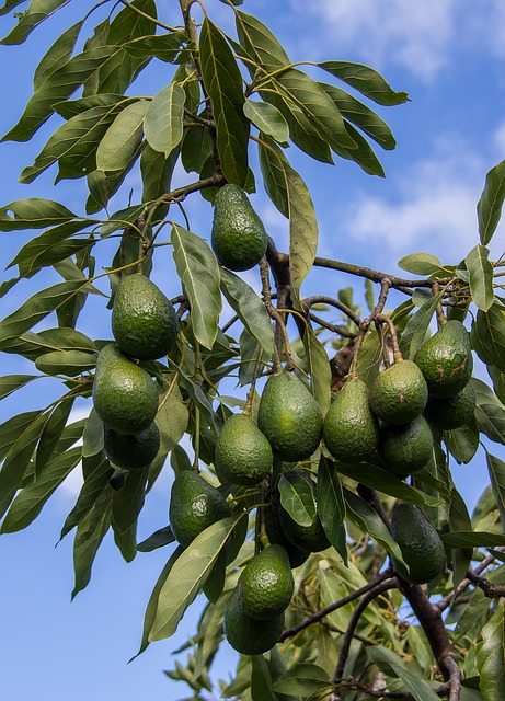 avocado photo