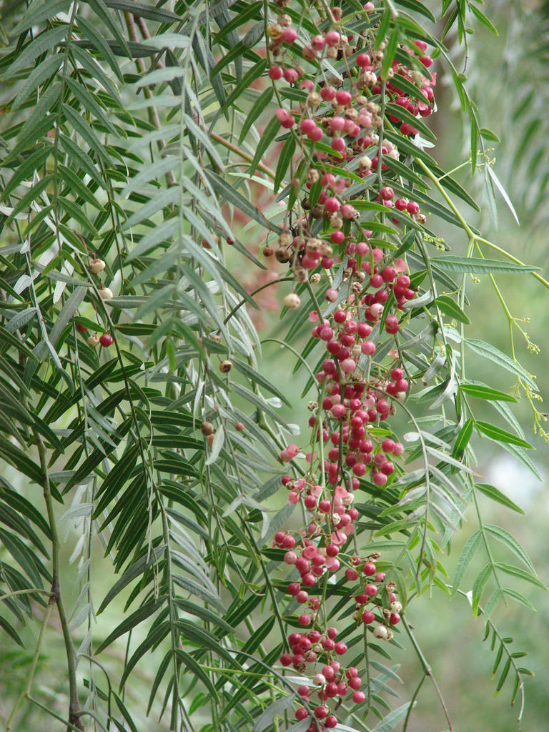 California Pepper Tree Leaves photo