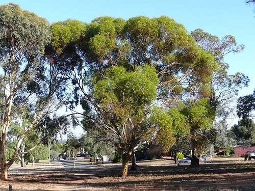 eucalyptus photo